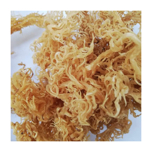 Musgo Marino Seco al Sol Morado Silvestre, Alga Irlandesa Premium Eucheuma Cottonii para Gel, Musgo Marino Seco en Polvo Natural, Suministro a Granel - Product Image 1