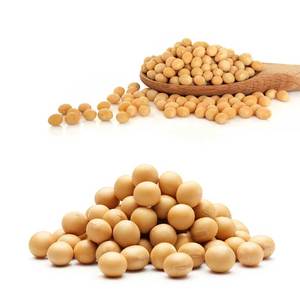 Top Sale <b>Soybeans</b> best Quality Yellow <b>SoyBean</b> Seed - Product Image 3