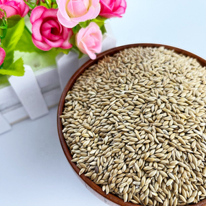 Graines d'alpiste en gros pour canaris, grimpets jaunes et pinsons verts – Prix de gros pour graines de canaris - Product Image 3