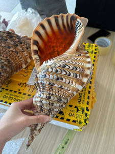 เครื่องดนตรีทรัมเป็ตทองเหลืองผสมเวียดนามสำหรับการแสดงวงดนตรีและการเล่นดนตรีบนเวที - Product Image 6