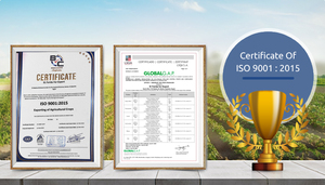 2022 Top bán cao cấp chất lượng Ai Cập Nâu khô rộng đậu cao dinh dưỡng và lành mạnh tại thị trường cạnh tranh giá - Product Image 5