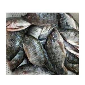 Tilapia Negra Entera Congelada, Proceso BQF, Orgánica, Grado Superior, Envasada al Vacío, 20 kg, Precio - Product Image 3