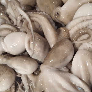 กล่องปลาหมึกสำหรับเด็กในทะเลแช่แข็งขนาดใหญ่พร้อมส่งออก - Product Image 6