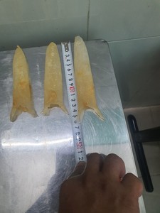 Produit de la mer traditionnel vietnamien de qualité supérieure, vessie de poisson séchée - Product Image 3