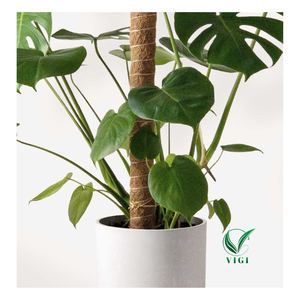Poste de planta de fibra de coco comprimido de Vietnam utilizado para apoyar el crecimiento y la decoración Natural del Hogar - Product Image 5
