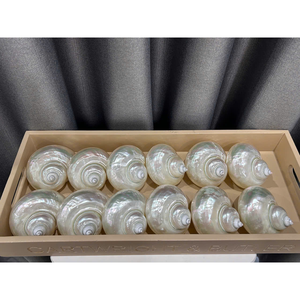 Magnifiques verres à martini en coquillage de luxe Parfaits pour les mariages côtiens, les fêtes sur la plage et les maisons à thème océanique - Product Image 5