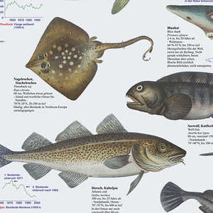 Affiche de carte des poissons marins européens, format allemand DIN A1 - Product Image 2