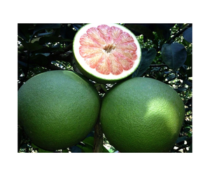 ส้มโอผิวสีเขียวแบบเวียดนาม-เนื้อส้มโอสีชมพูขนาด123ส่งออก - Product Image 3