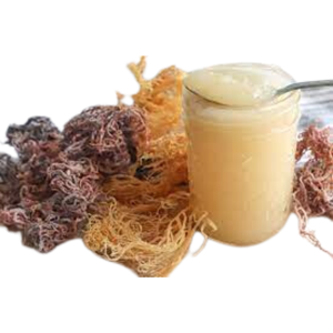 Wildcrafted <b>SEA</b> <b>MOSS</b> / IRISH <b>MOSS</b> / EUCHEUMA COTTONII Making Seamoss <b>Gel</b> From Vietnam, High Quality, Factory Price, Sustainable - Product Image 1