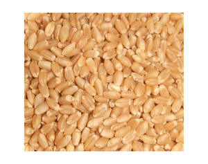 Fournisseur en gros de grains de blé entier biologique à vendre à bas prix Vente en gros de grains de blé entier biologique à vendre à bas prix - Product Image 5