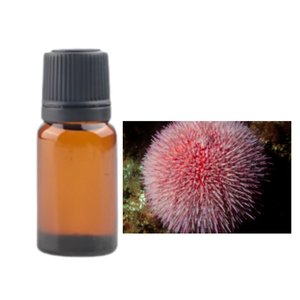 Aceites esenciales ECHINUS a granel de la mejor calidad, fabricante indio muy popular, el mejor precio al por mayor, clavo de lavanda, alcanfor, hisopo - Product Image 5
