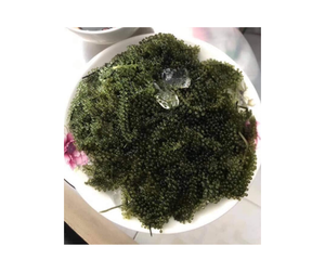 Vietnam Seagrape Experts: Premium Seagrape déshydraté pour l'exportation et Seagrape frais avec des offres de qualité et d'acheteur inégalées - Product Image 5