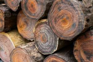 Rosewood Logs <b>for</b> Furniture Export Rosewood Logs <b>for</b> Export to Europe Rosewood Logs <b>for</b> Export to Asia - Product Image 6