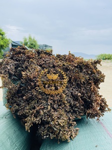 VENTES CHAUDES SARGASSUM ALGUE SÉCHÉE pour ALIMENTS POUR ANIMAUX pour le VIETNAM - Product Image 5