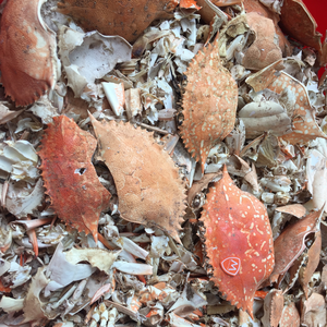 Polvo de Cáscara de Cangrejo Seca para Alimentación Animal, Humedad Máxima 12% - Product Image 2