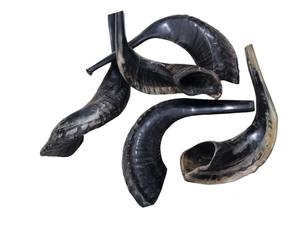 Shofar Hecho a Mano con Cuerno de Carnero, Kosher, Cuerno Musical para Rituales Judíos - Product Image 2