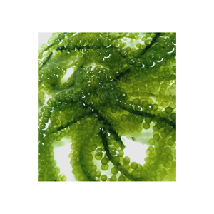 สาหร่ายแห้งคุณภาพสูงอร่อยอบแห้ง Seagrape - องุ่นทะเลสุขอนามัยและความปลอดภัยอาหารการบรรจุตามคําขอของลูกค้า - Product Image 2