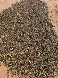 La mejor calidad, Terminalia seca natural india, Chebula (negro), hierbas Choti Harad Haritaki, bolsas de vida útil de 2 años, SPDK Agrosphere - Product Image 2