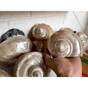 เปลือกหอยเทอร์โบสีเขียวขัดเงาธรรมชาติ - Product Image 3