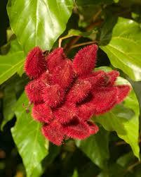 Alta calidad ANNATTO SEEDS original de Vietnam precio razonable para cocinar y hacer colorante de alimentos - Product Image 2