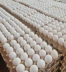 Vente en gros d'oeufs de poule fertiles blancs et bruns 100% biologiques frais directement de la table de la ferme pour l'alimentation en Thaïlande au meilleur prix - Product Image 3