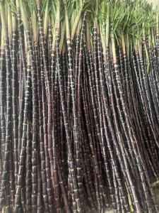 Caña de azúcar dulce congelada cortada en palitos convenientes para la producción de jugo y el procesamiento de alimentos Ofertas al por mayor - Product Image 4