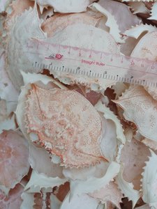 Bán buôn vỏ cua khô vỏ cua khô cho thực phẩm nhồi vỏ cua lớn 3 ounce 20 mỗi trường hợp ba góc bơi - Product Image 3