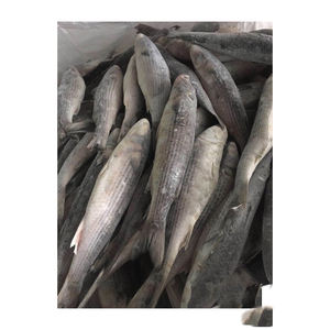 Mullet congelado WR, suministro al por mayor, precio económico, pescado de primera calidad - Product Image 1