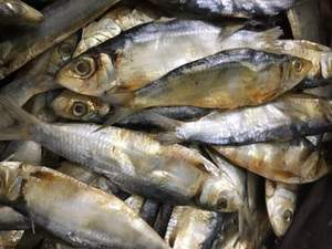 ผลิตภัณฑ์ปลาเฮอร์ริ่งแห้งธรรมชาติราคาส่งถูก - Product Image 4