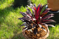 Planta Natural de Cordyline, Flor Blanca Recién Cortada de 20cm, 100 Pétalos, Huertos Ecuatorianos, Ecuador