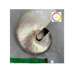 Beauté naturelle de l'océan de coquille de Nautilus chambré idéale pour la décoration de table ou comme article de cadeau côtier unique - Product Image 6