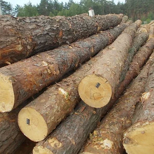 Productos duraderos de madera de pino, arena para gatos sin polvo, tablero de madera maciza, viga de pino y madera para construcción - Product Image 5