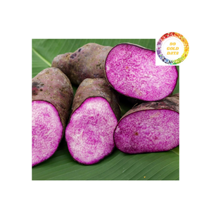 Cubes d'igname congelés IQF de haute qualité Igname blanche saine et pratique pour les applications culinaires mondiales - Product Image 4