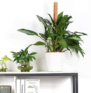 Jardinières d'intérieur professionnelles de 8 à 16 pouces de fabricants indiens Pots de fleurs hauts et coco coco pour utilisation dans le jardin - Product Image 5