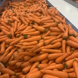 Zanahoria Fresca Orgánica Naranja Vegetal para Uso Culinario y Exportación Al por Mayor Premium Granja Cosechada Productos de Vietnam - Product Image 1