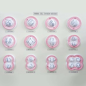 Phân chia tế bào động vật meiosis cho thấy các giai đoạn chi tiết trong phân chia tế bào meiotic đẹp màu với bộ 12 mô hình - Product Image 3