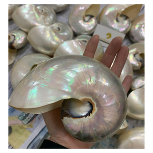 Cámara Nautilu Shell Caracol de mar Concha gigante Concha natural para decoración-Ms Caryln 0084935825297 - Product Image 2