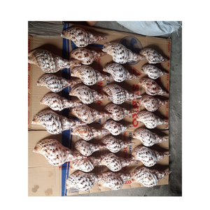 Coquilles de trompette naturelles écologiques pour la décoration de maison de plage, l'artisanat côtier, les projets d'art de coquille et les idées faites à la main - Product Image 5