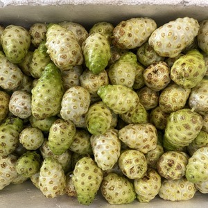 Tropical <b>Fresh</b> Noni <b>Fruit</b> Ripe and Healthy Made in Vietnam - Product Image 2