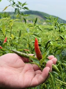 พริกดิบสดขายส่ง พริกเวียดนามแดง พริกตาไก่ พริกไทยไทย คุณภาพพรีเมียม สำหรับส่งออก บรรจุ 30 กก./แพ็ค จำนวนมาก - Product Image 2