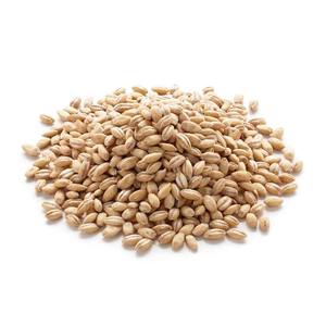 Organic Premium High Protein Barley <b>Seeds</b> for Horse Cattle & Fish Feed-Bulk Malted Grain - Product Image 5