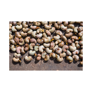 Noix de cajou brutes de StarLab récoltées directement du jardin avec une haute qualité et de bons prix/Vente en gros - Product Image 3