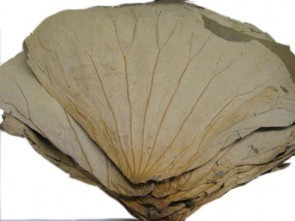 ใบบัวแห้งบริสุทธิ์/ฉลากสะอาด/สมุนไพรทำงาน - Product Image 4