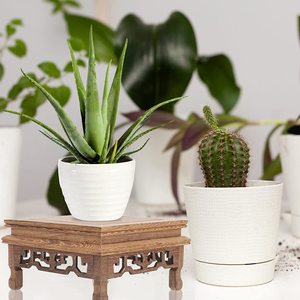 Mini support de présentation de tabouret en bois, étagère ronde décorative de fleur, support de bonsaï, support de Pot de plante de jardin - Product Image 5