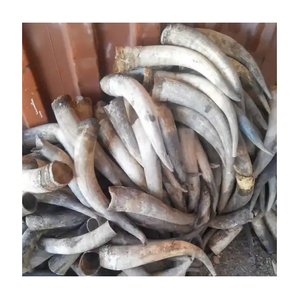 แตรวัวมีแรม-ขายส่งและมีคำสั่งซื้อจำนวนมาก - Product Image 1