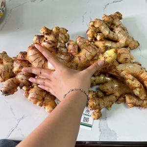 Nueva cosecha de jengibre fresco y joven al por mayor 2024/ Jengibre/ Zenzero-Suministro de jengibre fresco de Vietnam (WA: + 84362512699) - Product Image 3