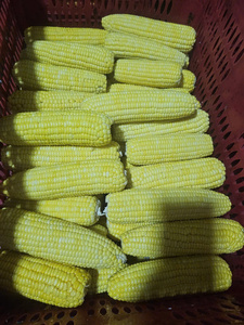 Maïs congelé en vrac Maïs sucré IQF prêt à l'exportation Maïs sucré congelé prêt à l'exportation Vente de haute qualité Meilleure affaire Exportation en forme de demi-coupe - Product Image 3