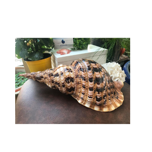 Concha de trompeta de hermosa forma para exhibición, centro de mesa y accesorios para el hogar con tema del océano - Product Image 4
