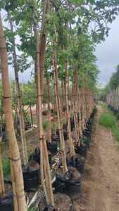 Piquets de soutien pour plantes, bambou traité sur mesure, fabricant en gros - Product Image 5