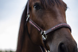 Diseño personalizado ecuestre occidental Inglés cuerda Halter Bling Rosa marrón cuero caballo Halter venta al por mayor barato personalizable caballo - Product Image 6